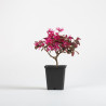 Loropetalum chinensis