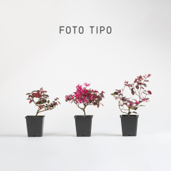 Loropetalum chinensis