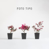 Loropetalum chinensis