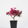 Loropetalum chinensis