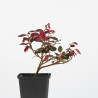 Loropetalum chinensis