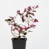 Loropetalum chinensis