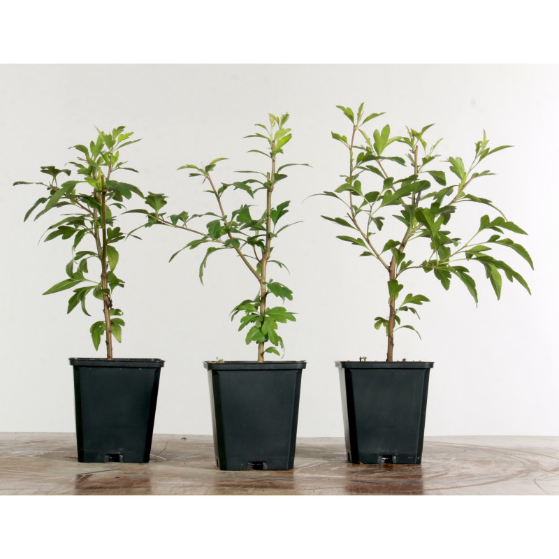 Pyrus calleryana