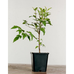 Pyrus calleryana