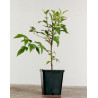 Pyrus calleryana
