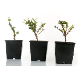 Ulmus parvifolia seiju