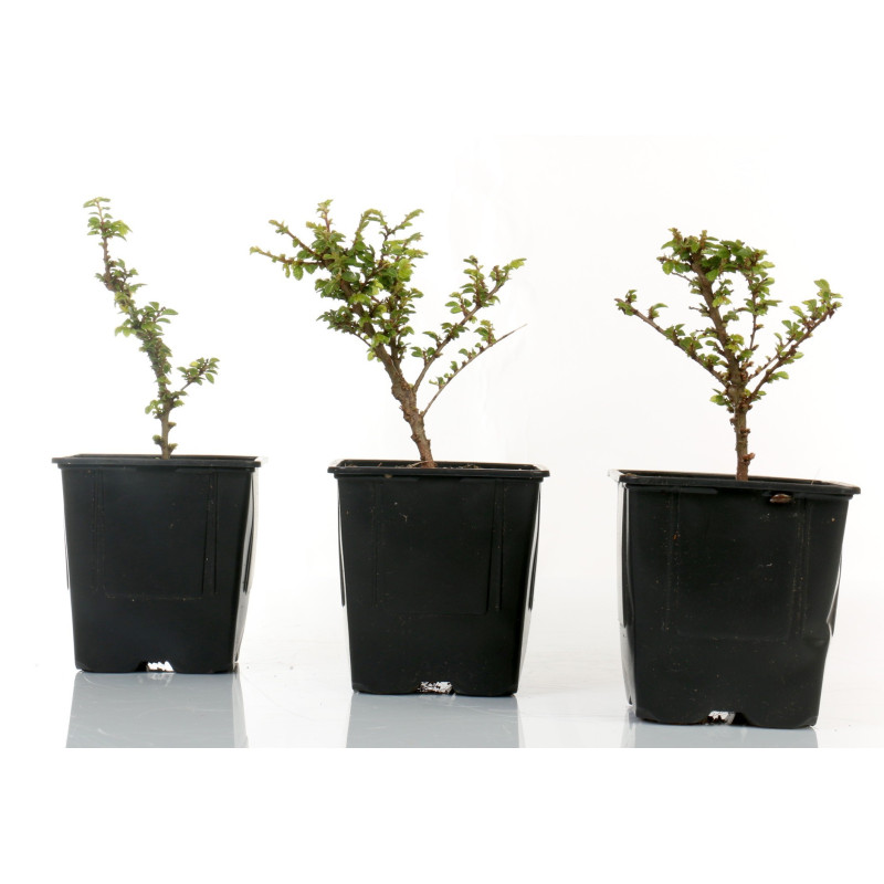 Ulmus parvifolia seiju