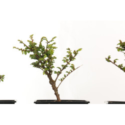 Ulmus parvifolia seiju