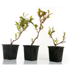 Kadsura japonica