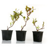 Kadsura japonica