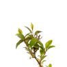 Kadsura japonica