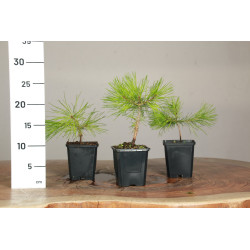 Pinus densiflora