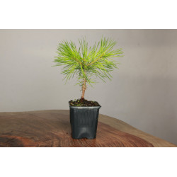 Pinus densiflora