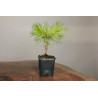 Pinus densiflora