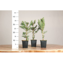 Picea abies
