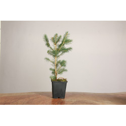 Picea abies