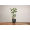 Picea abies