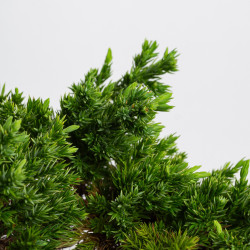 Juniperus procumbens nana -...