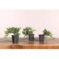 Juniperus procumbens nana - sonare