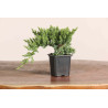 Juniperus procumbens nana - sonare