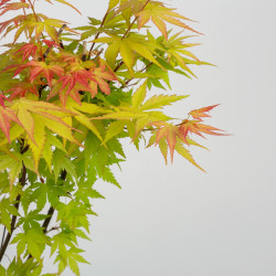 Acer palmatum -Orange Dream