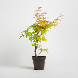 Acer palmatum -Orange Dream