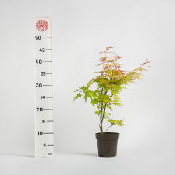 Acer palmatum -Orange Dream