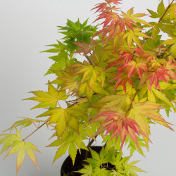 Acer palmatum -Orange Dream