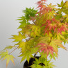 Acer palmatum -Orange Dream