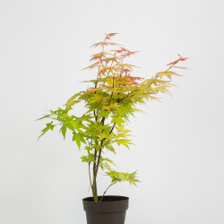 Acer palmatum -Orange Dream