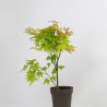 Acer palmatum -Orange Dream