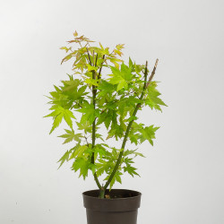Acer palmatum -Orange Dream