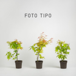 Acer palmatum -Orange Dream