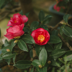 Camelia sasanqua