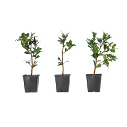 Camelia sasanqua
