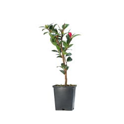 Camelia sasanqua