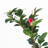 Camelia sasanqua