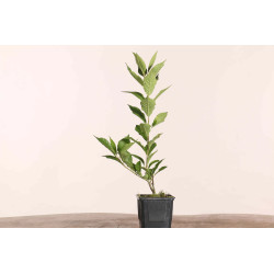 Ilex serrata