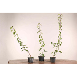 Cerejeira Japonesa - Prunus mume