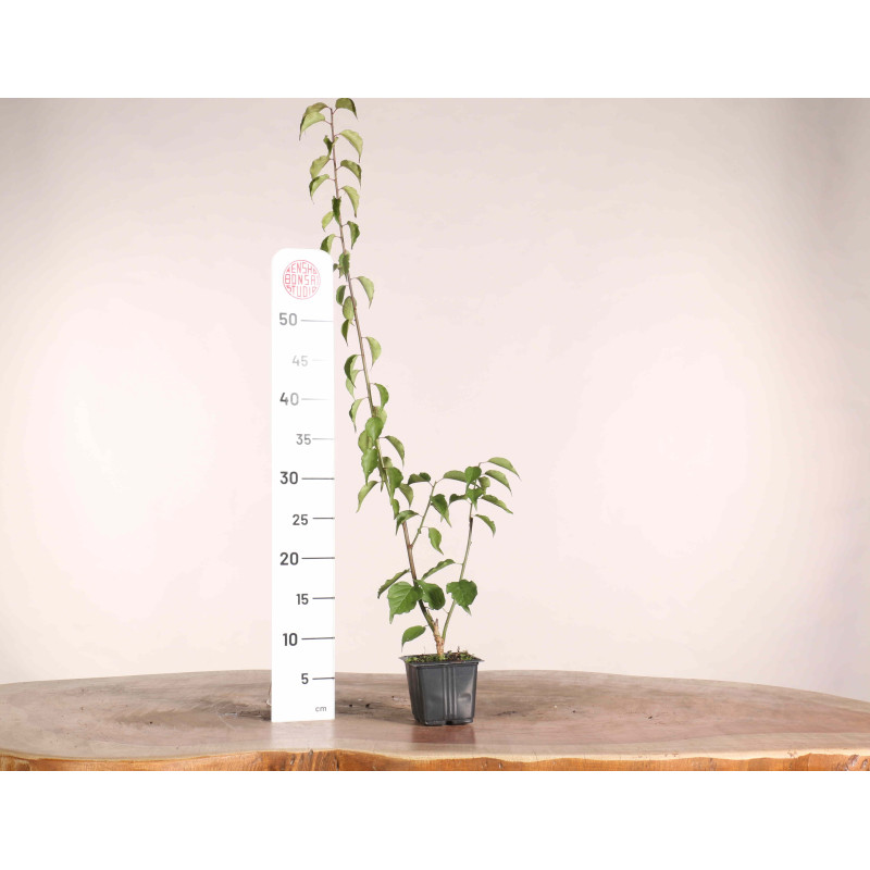 Cerejeira Japonesa - Prunus mume