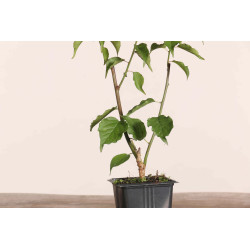 Cerejeira Japonesa - Prunus mume