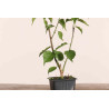 Cerejeira Japonesa - Prunus mume