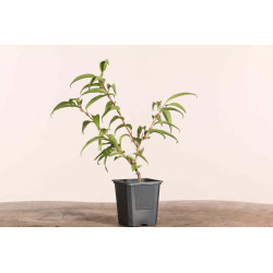 Prunus incisa mikinori