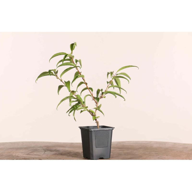 Prunus incisa mikinori