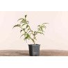 Prunus incisa mikinori