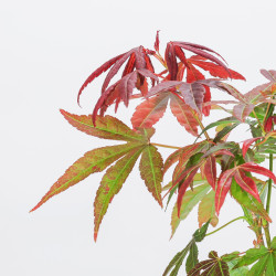 Acer palmatum atropurpureum