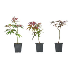 Acer palmatum atropurpureum