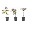 Acer palmatum atropurpureum
