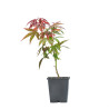 Acer palmatum atropurpureum