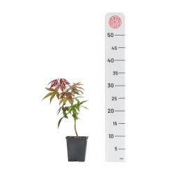 Acer palmatum atropurpureum